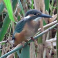 久しぶりにカワセミが来ました🐦‍⬛📸（多々良沼公園）