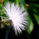 ホワイトパウダーパフ