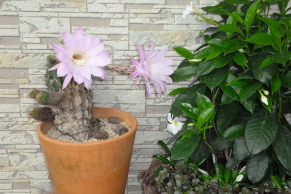 黒木美生経営労務管理事務所 社労士 Kurogi ルーム