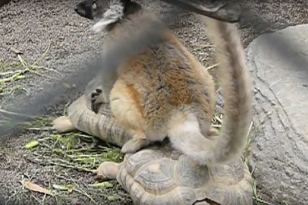 ドウツベ 癒し系どうぶつ動画まとめブログ カメ