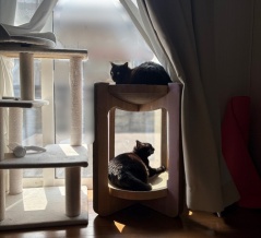 【猫写真】いつもきちんとしてる猫がだらけてる