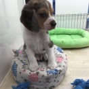 クッションの上のビーグルくん♡