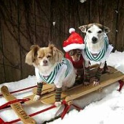 画像 なんだかクリスマスっぽい画像 おもしろ画像 動物 壁紙 待受 美しく生きるはイバラの道 Webライターの備忘録 画像 なんだかクリスマスっぽい画像 おもしろ画像 動物 壁紙 待受 美しく生きるはイバラの道 Webライターの備忘録