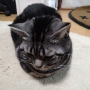 実物のﾈｺﾁｬﾝたちセカンド152