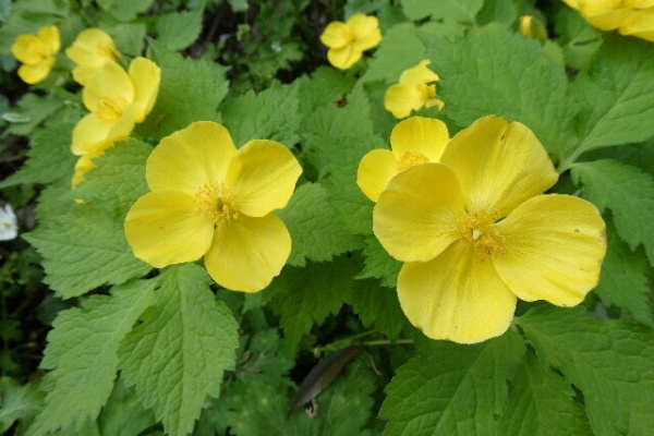 写真俳句ブログ チーさん 初心者 22年04月 写真俳句ブログ チーさん 初心者 22年04月