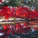 対光する真紅に酔う /中央公民館