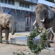 クリスマスリースのプレゼント　（２）