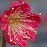 『【写真】地元～亀戸 梅まつり（ラスト？） @ Xperia 1vii』の画像