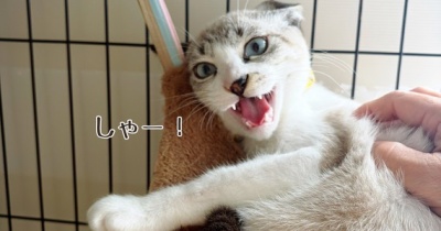 親の顔が見てみたいっ！