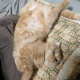ウチの猫見てよ