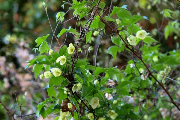 山の花 里の花に心癒されて つる植物