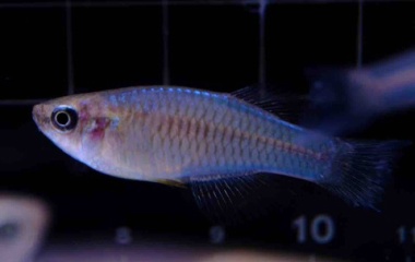 『6月21日(金)熱帯魚入荷情報⚡️』の画像