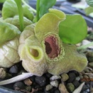 タイリンアオイ､ウンゼンカンアオイ