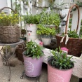 ＊徒長気味のビオラの植え方と摘心するか否か。｜金木犀の香り