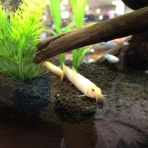 アクアリウムメモ的ブログ