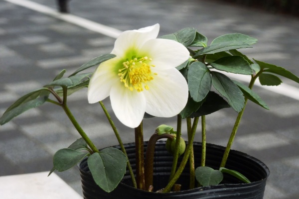 花重 京都 hanajyu - January 2015