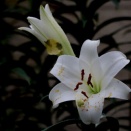 （１３４）カサブランカ