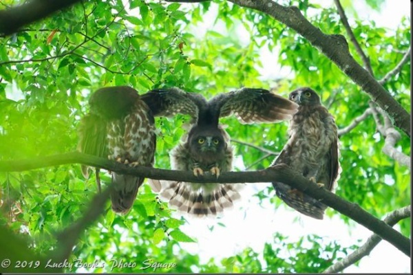 今年もアオバズク来る❢ 2024.6.2 アオバズク 2024.6.2. | さいたま発・週末中心鳥見散歩