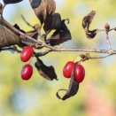 サンシュユ（Cornus officinalis Siebold et Zucc.）