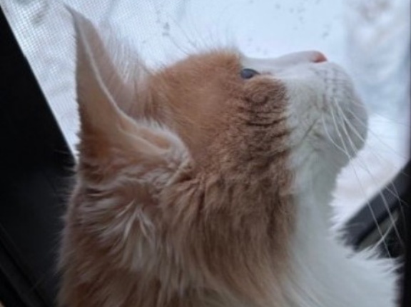 暴風雪に猫も人間もびっくり！？