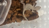 ワイのヤモリくんみて🦎（※画像あり）