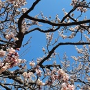 『目を大きく閉じて』 ―from『ウマ娘 プリティーダービー』―４．Blasted