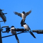 渓流釣りと食べ歩き桐生岩魚のブログ