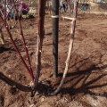 古木も頑張れ!　今年の花の為の冬仕事、冬剪定とマルチング