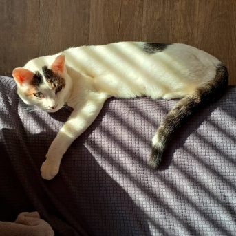 ポン太が食欲不振。と、層になってるキューブつくりました。