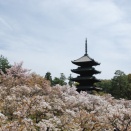 TanTanファミリー ： 御室の「 仁和寺 」.... 2026.4.12