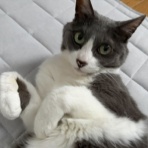 猫だらけ