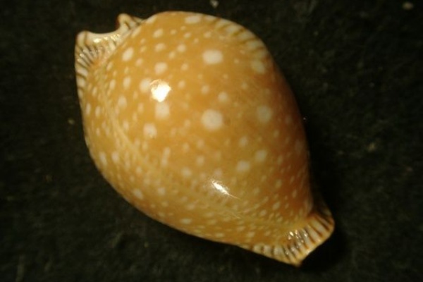 海の貝っていいね！ - タカラガイ科