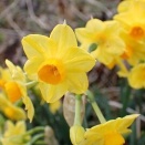 キブサスイセン