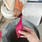 『ホクホク　ホクホク』の画像