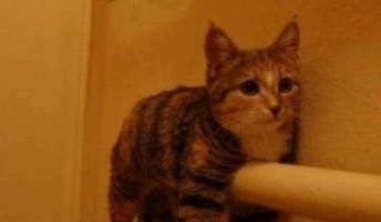 おもしろ画像集めたから貼ってくwwwwwwwww