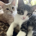 吾閑荘（あかんそう）だより