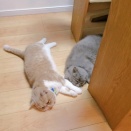 猫が落ち始める季節に。。。