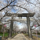 大村公園７分咲き、見頃です！大村市の桜めぐり