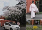 西洋たんぽぽ