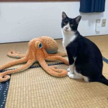 『一太郎、正式メンバーになる』の画像