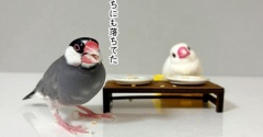 お子ちゃまみたいなセラくん