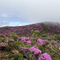 ミヤマキリシマを見に山登りしてきました