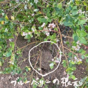 ������ʢ��Ω��