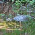 産卵期でスッポンが出て来た🐢📸（多々良沼公園）