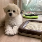 群馬県伊勢崎市　ワンラブ　カインズ伊勢崎店ブログ
