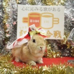 うさぎのWONDERLANDグルーミングフォト