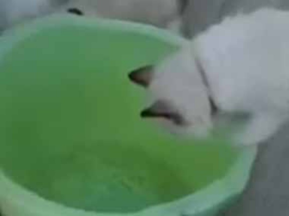 【これは罠だ！】 目の前にカバンや洗面器が置いてある。ファッ！？ → 猫たちはこうなります…