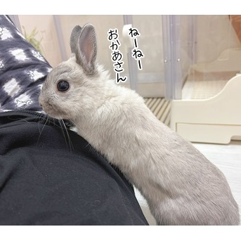 うさぎのルリ(5/12追記)