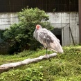 ５月末本州で初めて羽咋で放鳥されたトキはいしかわ動物園でも見ることができます！園内レストランサニーでランチカレー