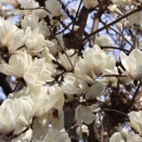 京都 新大宮商店街のモクレン2026 と 相国寺 八幡宮2025